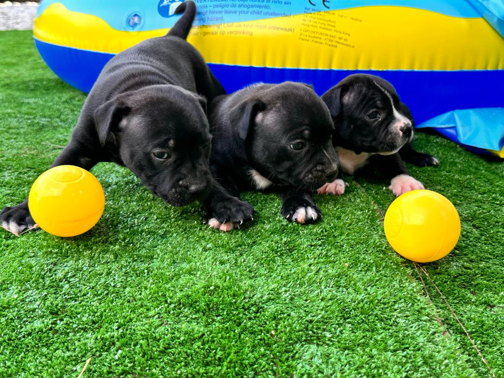 Earl Auricoste Mc - Staffordshire Bull Terrier - Portée née le 11/06/2023